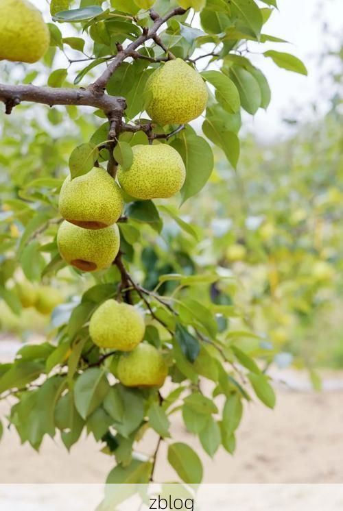 莱阳梨乡的防疫韧性：半岛腹地如何构筑病毒防火墙