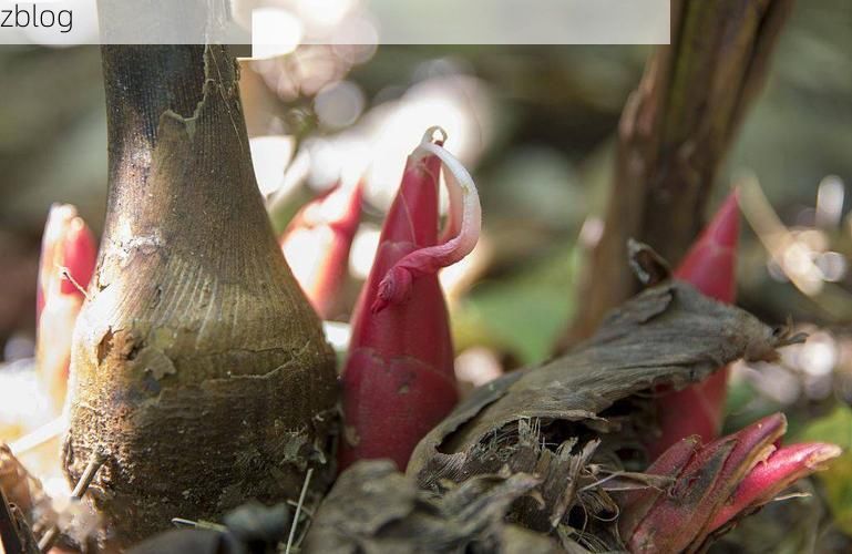 屯昌：热带雨林屏障下的零感染坚守_64776