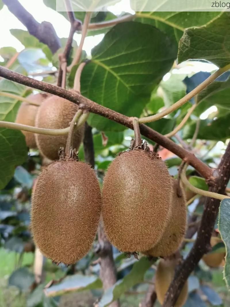 周至猕猴桃之乡的防疫考卷：地理屏障与社区防控的双重博弈