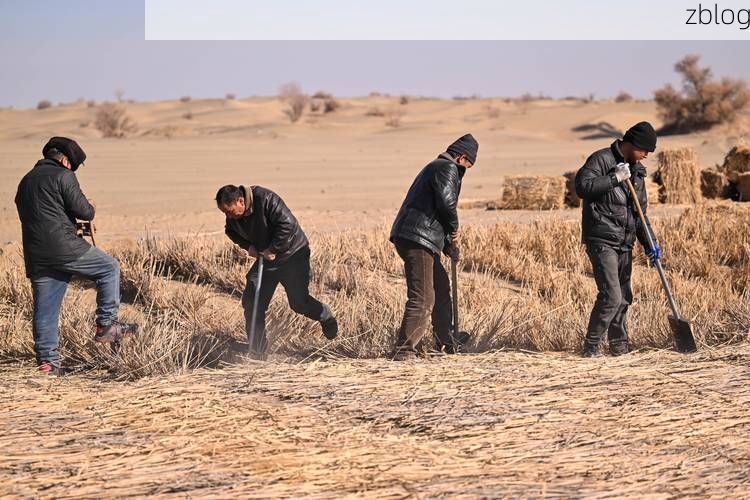 集贤县：寒地黑土上的防疫坚守与挑战