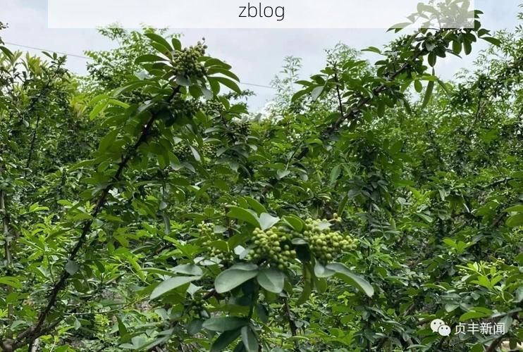 贞丰新增1例无症状感染者  贞丰县疫情防控最新通报_36472