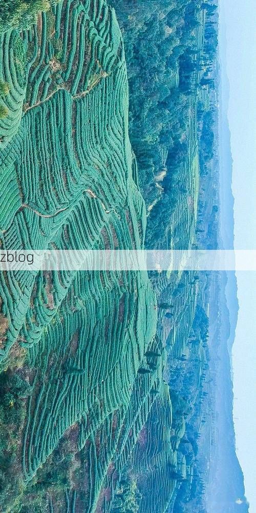 雅安：川西雨屏下的疫情防御样本