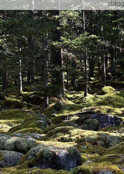 伊春：小兴安岭林海屏障下的低感染样本