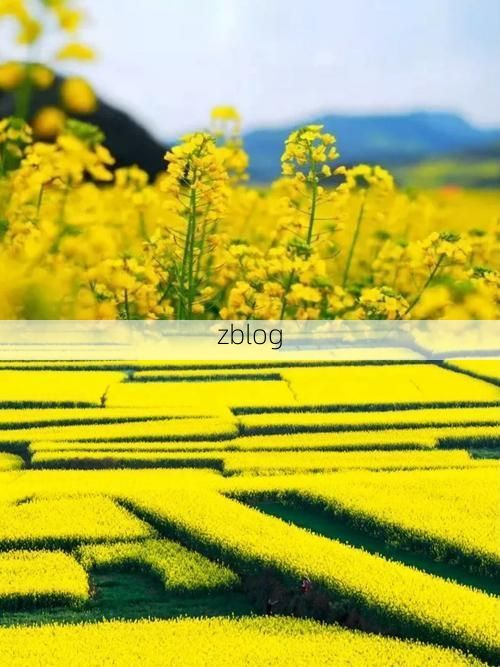 罗平油菜花海：高原坝子上的零感染坚守