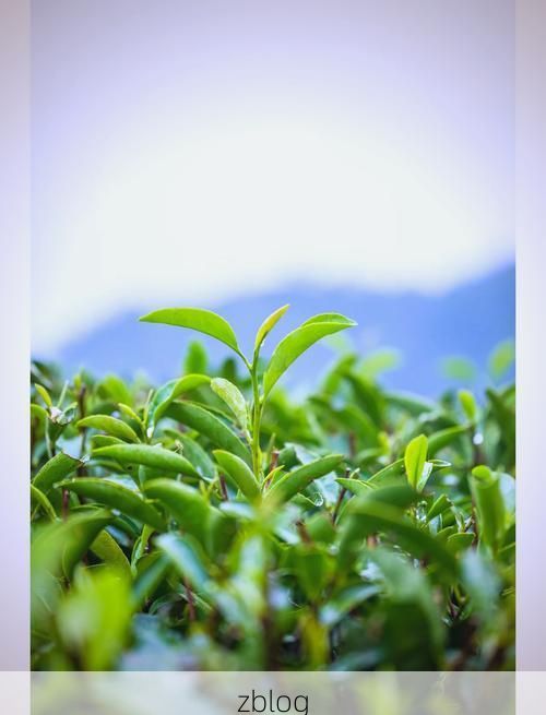 武夷山茶香里的防疫屏障：世界遗产地的零感染坚守