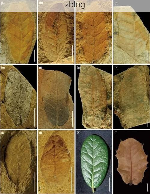 高原屏障下的零感染坚守：革吉县防疫地理学解析