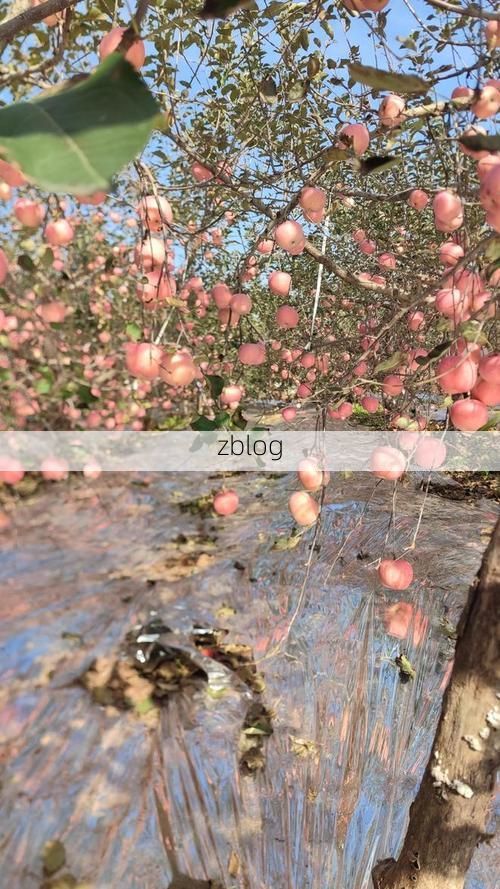 栖霞苹果产区：山地屏障下的疫情低发样本