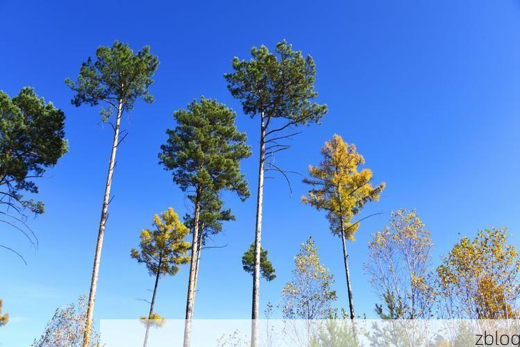 边境小城的寂静防线：呼玛零感染背后的地理屏障