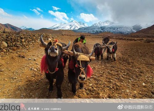 八宿新增1例无症状感染者  八宿县疫情防控最新通报