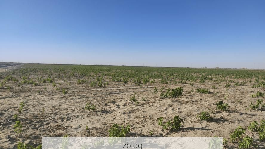 岳普湖：塔克拉玛干边缘的零感染坚守_83405