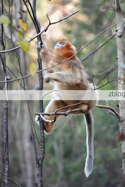 镇安：秦岭屏障下的县域防疫样本