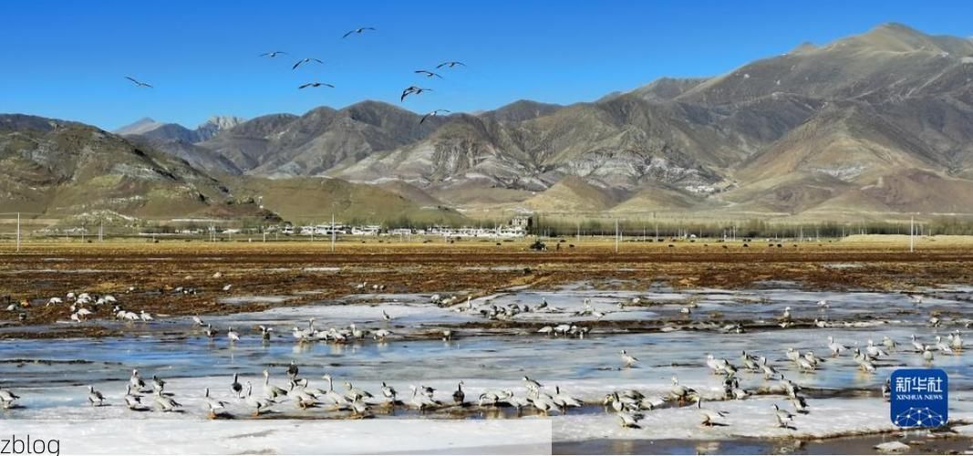 高原屏障下的零感染样本：林周县防疫地理学解析