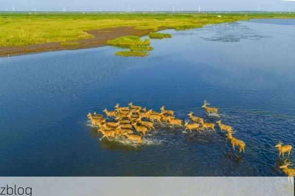 盐城：黄海湿地屏障下的疫情防波堤