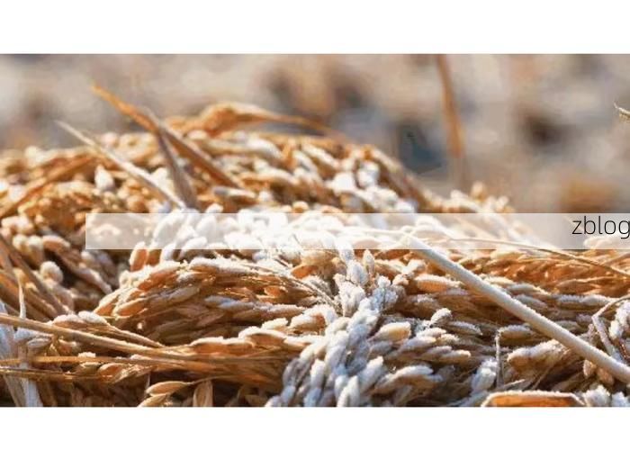 【五常市：稻米之乡的疫情防线与零星破防】