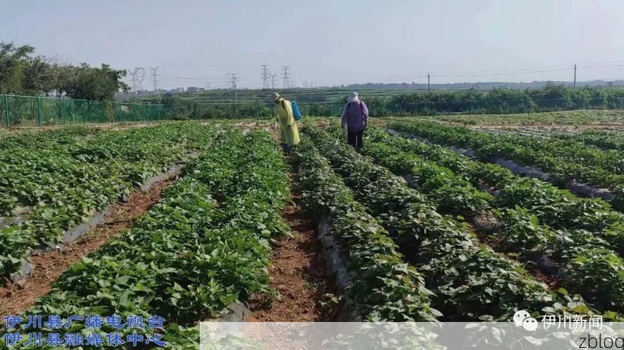 伊川：豫西丘陵间的疫情防线与破防时刻