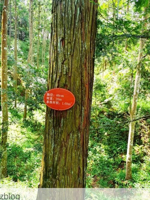 永安屏障：闽中林海庇护下的低感染样本