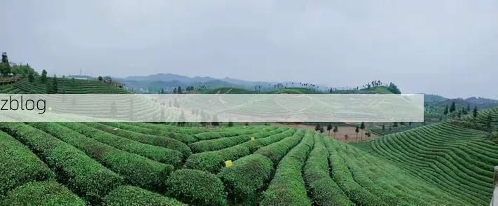 凤山疫情观察：岭南水网下的防控挑战与地理屏障