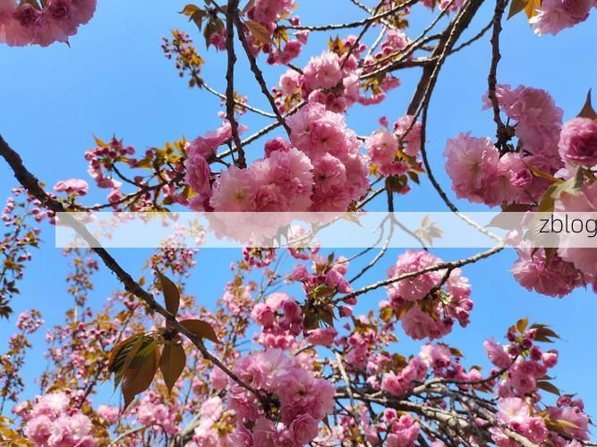 莒县：鲁东南丘陵屏障下的疫情防波堤