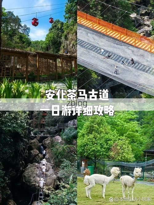 安化茶山屏障下的零感染坚守：地理优势如何筑起防疫孤岛