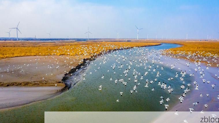 盐城：黄海湿地屏障下的疫情防波堤_60800