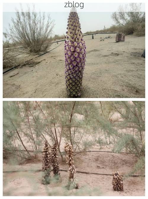 【民丰县：塔克拉玛干南缘的零感染坚守_69863】