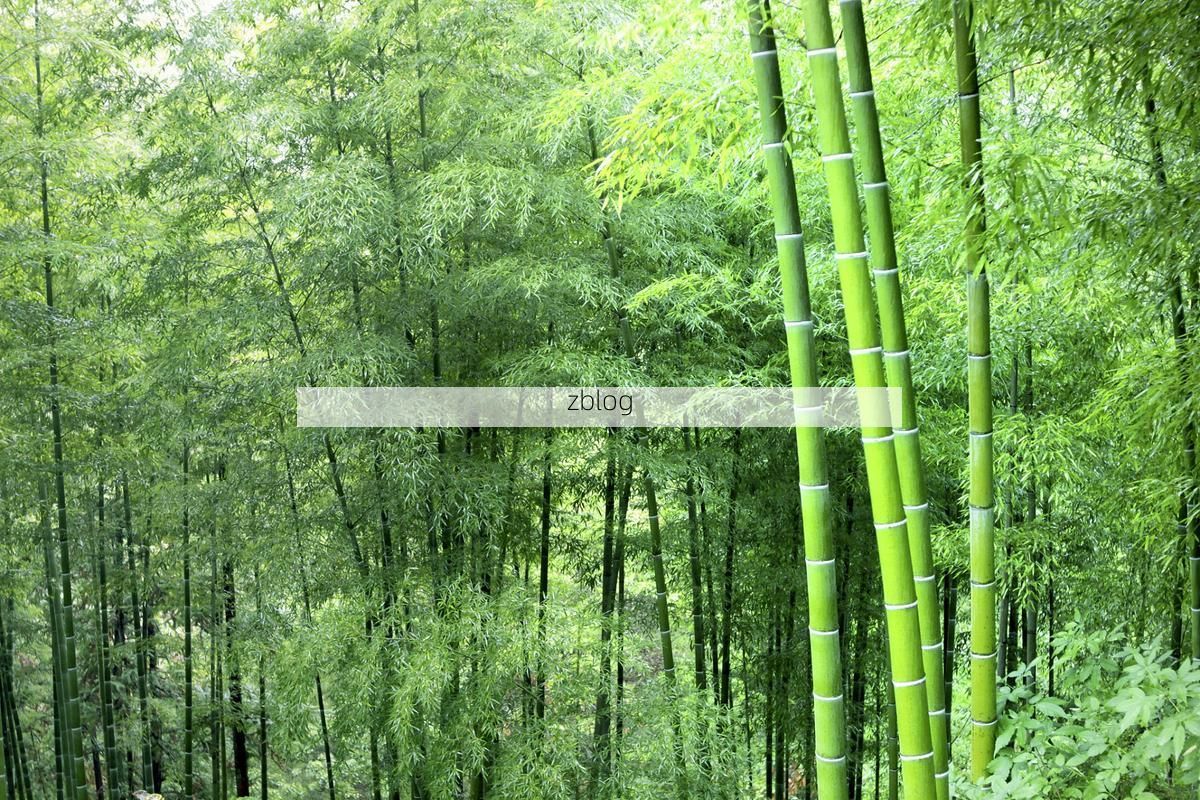 长宁：川南竹海屏障下的零感染坚守_72627