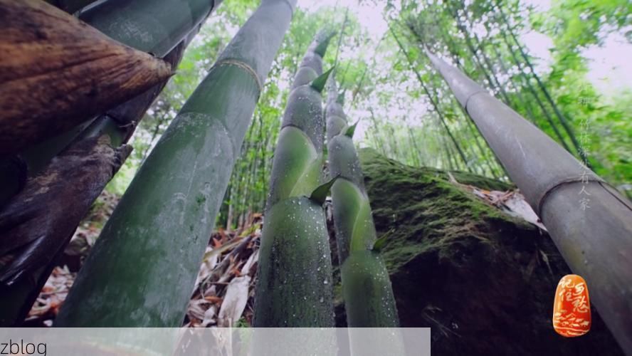 青神竹海间的静默防线：一座川西小城的零感染地理密码_73019