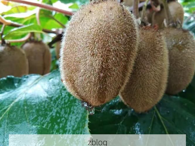 周至县：秦岭北麓屏障下的低感染样本解析